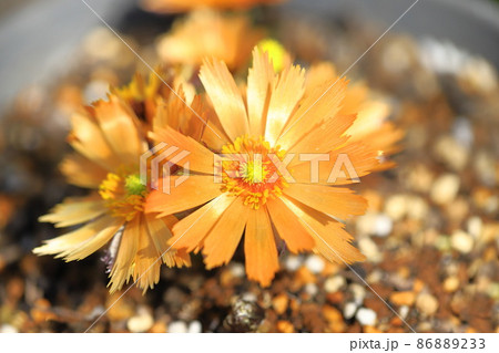 花弁に切れ込みが入ったオレンジ色の福寿草（フクジュソウ）の花 86889233