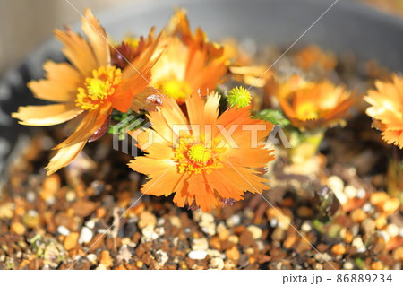 花弁に切れ込みが入ったオレンジ色の福寿草（フクジュソウ）の花の写真素材 [86889234] - PIXTA