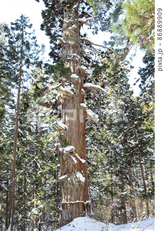 五重塔側から見る爺杉 冬の羽黒山 五重塔側から見る爺杉 冬の羽黒山 86889909
