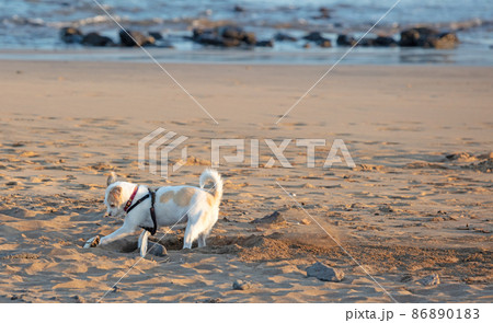 Dog digging a hole on the beach 86890183