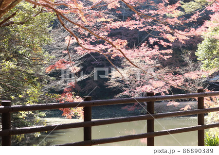 小松寺の紅葉 86890389