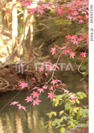 小松寺の紅葉 86890396