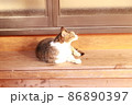 猫のあくび 86890397