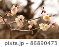梅 86890473