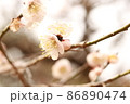 梅 86890474