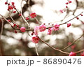 梅 86890476