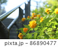 黄色い花 86890477