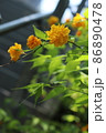 黄色い花 86890478