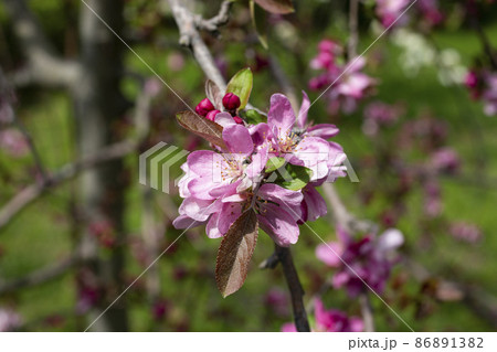 Malus profusion - crabapple pink flowers closeup. Blooming crabapples crab apples, crabtrees or wild apples 86891382