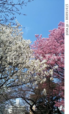 青空と満開の白い桜とピンクの桜 86891415