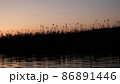 Water surface of the Lake and vegetation during sunset. 86891446