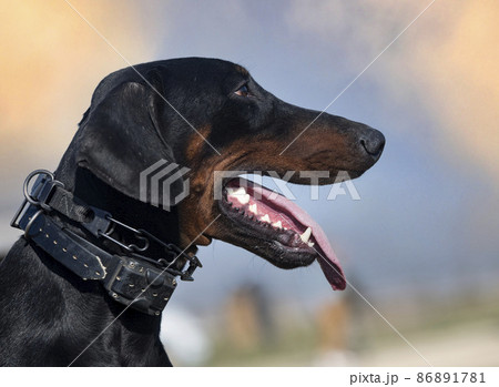 training of dobermann pinscher 86891781