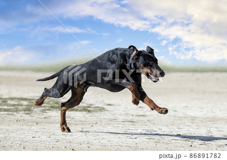 training of dobermann pinscher 86891782