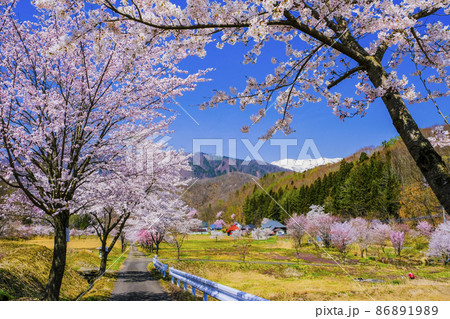 桜満開の山里 桜満開の山里 86891989
