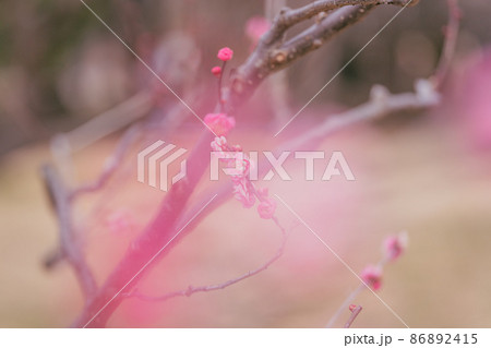 春の小金井公園の梅の花 86892415