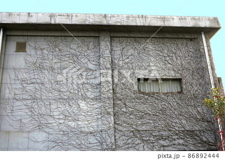コンクリートビルの壁面に生えたツタ 86892444