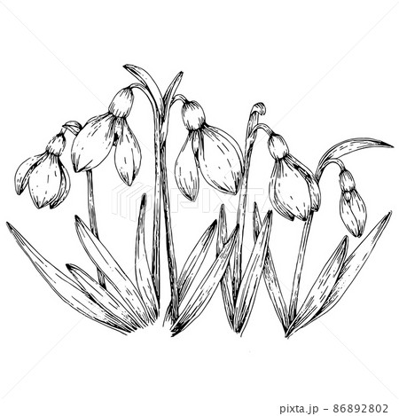 スノードロップの花の手描きイラスト ラインアートのイラスト素材