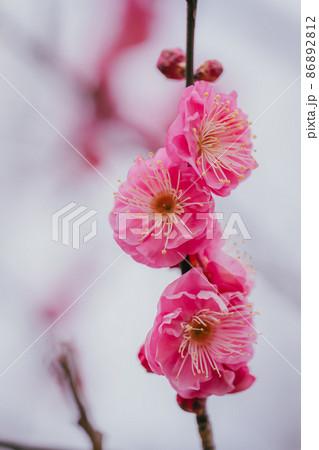 春の小金井公園の梅の花 86892812
