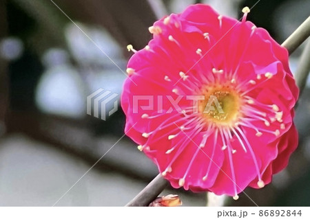 梅の花 86892844