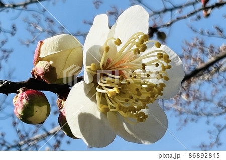 梅の花 86892845