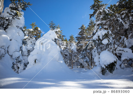 雪が積もった北八ヶ岳の森 86893060