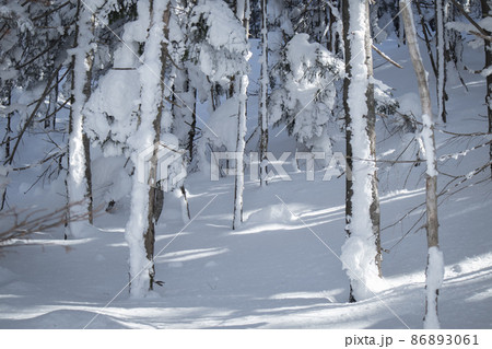 雪が積もった北八ヶ岳の森 86893061