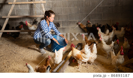 Young woman feeding hens in a chicken coop 86893187