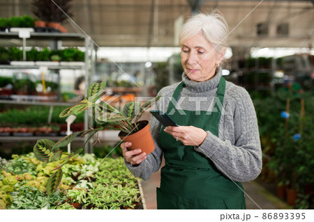 Elderly saleswoman using smartphone to scan barcode on potted plant 86893395