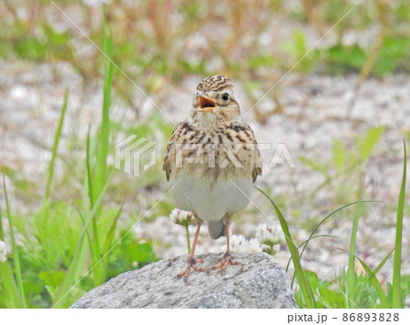 石の上でさえずるヒバリ 86893828
