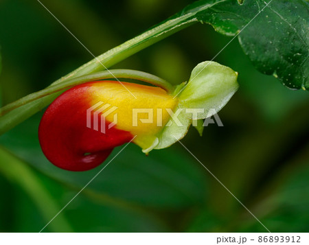 赤と黄色のインパチェンス・ニアムニアメンシス 86893912