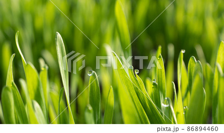 Field with sprouts of oats in the early morning. Young sprouts of wheat, closeup view.  86894460