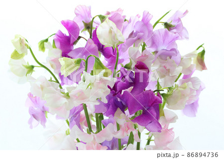 スイートピーの花束　パープル系 86894736