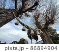 大きな注連縄のある御神木 86894904