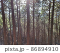 杉林 86894910