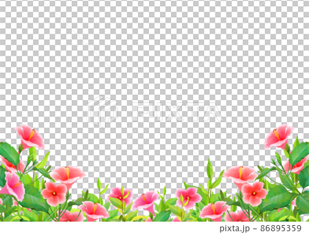 Fashionable white background material in summer when hibiscus blooms 86895359