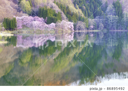 中綱湖のオオヤマザクラ 86895492