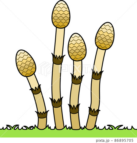 土筆のイラスト（アウトラインあり） 86895705