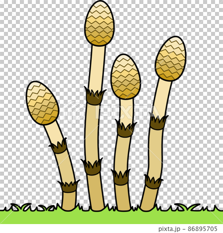 土筆のイラスト（アウトラインあり） 86895705