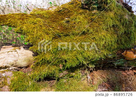 large colony of green moss, moss on the tree large colony of green moss, moss on the tree 86895726