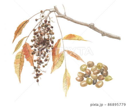 ヌルデ　白膠木　実と葉 86895779