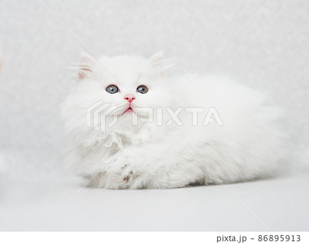 sitting white fluffy kitten on a light uniform background 86895913