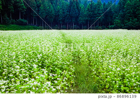 六日市の蕎麦の花と彼岸花の風景です。一面がソバの花です・島根県　 86896139