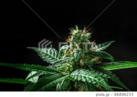 Flowering cannabis plant with white and yellow stigmas and trichomes Flowering cannabis plant with white and yellow stigmas and trichomes 86896255