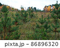 Young Christmas trees. Restoring natural resources. 86896320