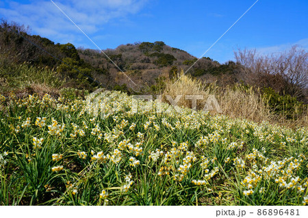岡山県最南端・六島に咲く水仙と島の最高峰の大石山 岡山県笠岡市 岡山県最南端・六島に咲く水仙と島の最高峰の大石山 岡山県笠岡市 86896481