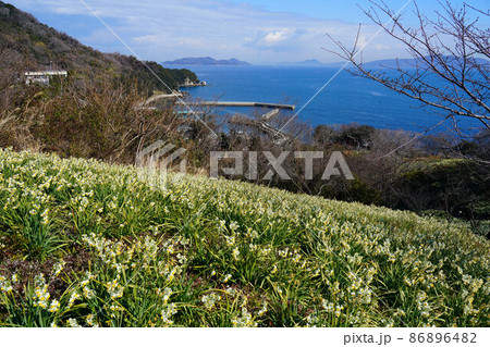 岡山県最南端・六島に咲く水仙と前浦港と瀬戸内海の風景2 岡山県笠岡市 岡山県最南端・六島に咲く水仙と前浦港と瀬戸内海の風景2 岡山県笠岡市 86896482