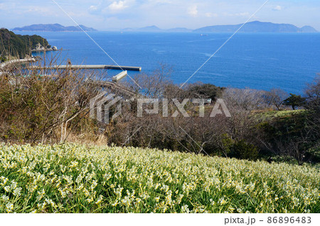岡山県最南端・六島に咲く水仙と前浦港と瀬戸内海の風景3 岡山県笠岡市 岡山県最南端・六島に咲く水仙と前浦港と瀬戸内海の風景3 岡山県笠岡市 86896483