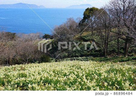 岡山県最南端・六島に咲く水仙と瀬戸内海の風景1 岡山県笠岡市 岡山県最南端・六島に咲く水仙と瀬戸内海の風景1 岡山県笠岡市 86896484