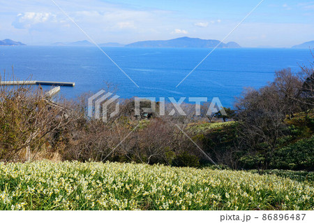岡山県最南端・六島に咲く水仙と前浦港と瀬戸内海の風景4 岡山県笠岡市 岡山県最南端・六島に咲く水仙と前浦港と瀬戸内海の風景4 岡山県笠岡市 86896487