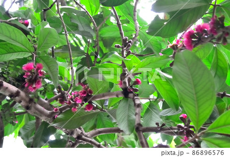Flower of Malay apple on tree with green leaf background Flower of Malay apple on tree with green leaf background 86896576